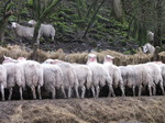 SX13320 Row of sheep's butt feeding near Pont Rhydrhiwllan.jpg